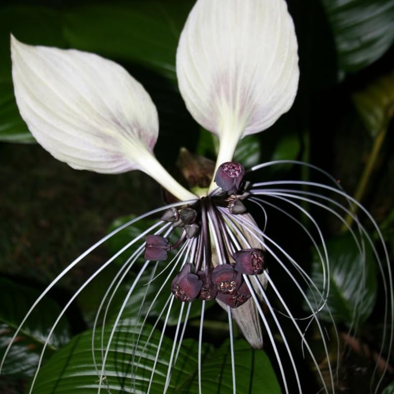 8"-14" Tropical White Bat Orchird Flower Plant Live, White Bat Tacca Chantrieri Houseplant, Indoor Outdoor Growing