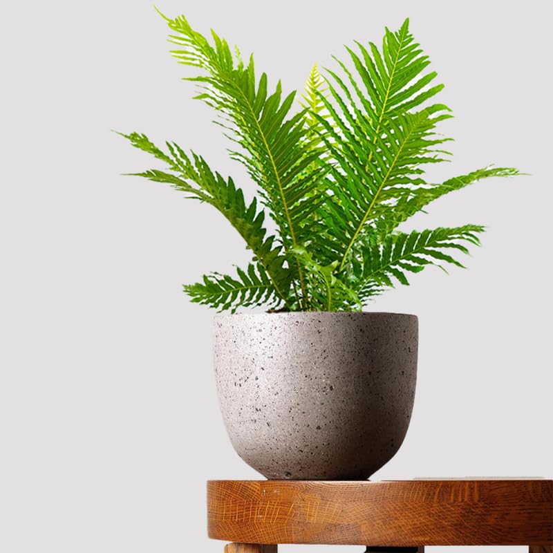 5 Lady Fern Rhizomes Live Plants for Planting, Ferns Live Plants Outdoors Indoors Full Shade, Bare Roots, Fast-Growing