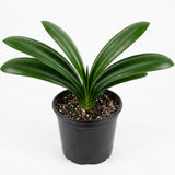 Orange Clivia Live Plant in 6 Inch Pot - 6-8" Tropical Flowering Houseplant, Perennial Clivia Flower Plant for Indoor Outdoor Planting
