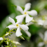 Star Jasmine Plant Live, Star Jasmine Live Plants Climbing Vine Indoor Outdoor Fragrant Flower Garden Planting