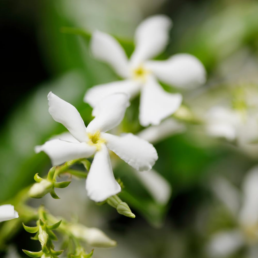 Star Jasmine Plant Live, Star Jasmine Live Plants Climbing Vine Indoor Outdoor Fragrant Flower Garden Planting