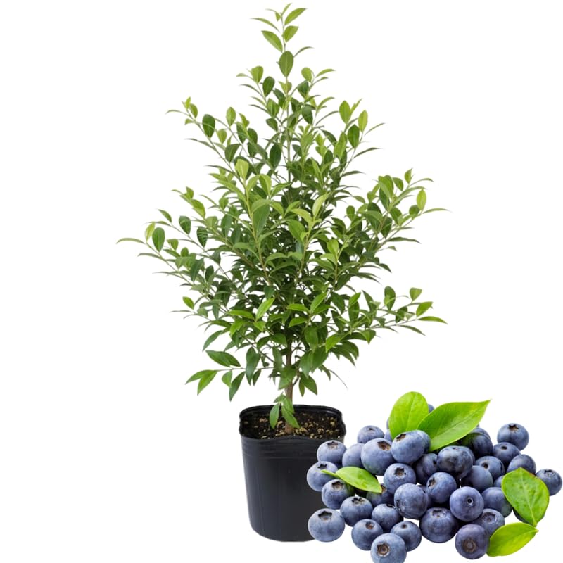 Emerald Blueberry Plant Live in 4’’ Pot, High Yield Blueberries Bush Shrub, Sweet Flavor, Ideal for Home Gardens, Patio Containers