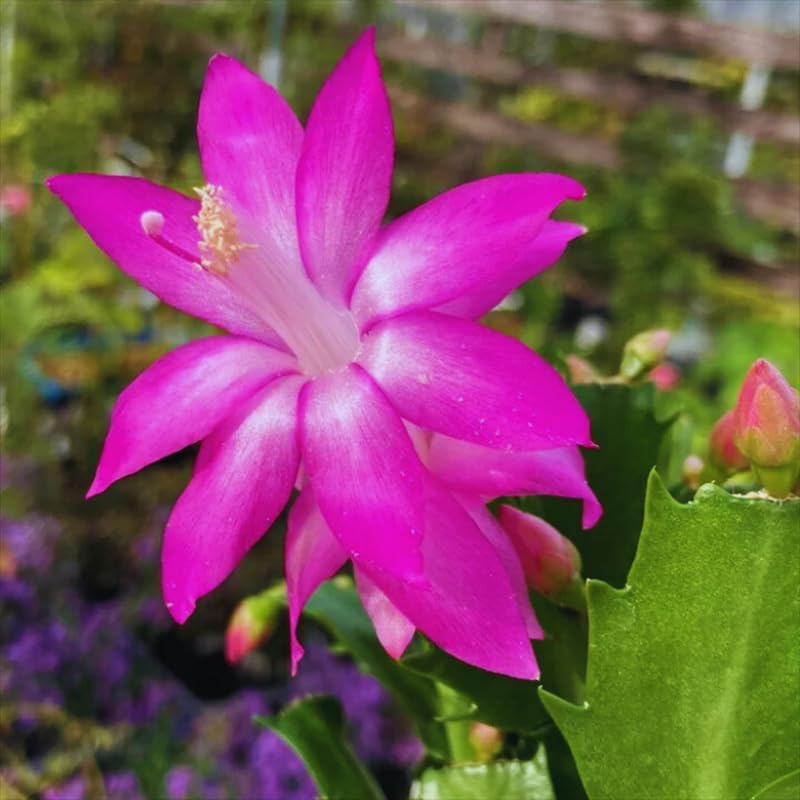 Pink Christmas Cactus Plant Live Christmas Cactus, Holiday Cactus Live Plant Pot, Houseplant, 5 to 7 Inc Tall