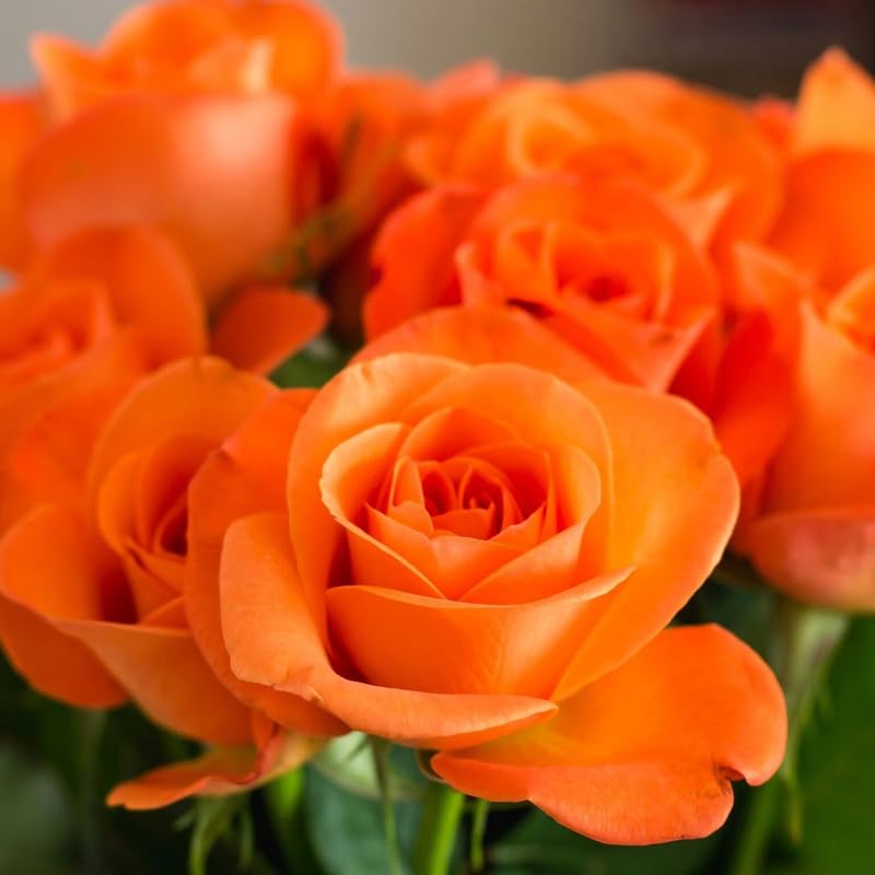 Orange Rose Plant Live for Indoor Outdoor Planting, About Rose Bush Live Plant Roses Shrub, Fragrant Rose Flowers Tree Plant