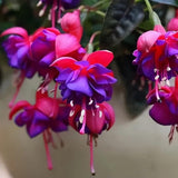 Purple Red Fuchsia Plants Live Hanging Basket, Live Fuchsia Plant Pot, 5 Inches Pot, Hardy Colorful Flower