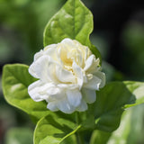 Live Duke Jasmine Plant, Well Rooted Jasmine Vine in Gallon Pot, Extremely Fragrant, Hardy, Indoor Outdoor Planting
