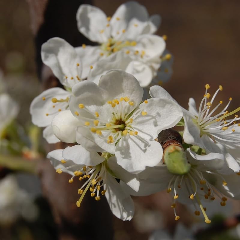 Santa Rosa Plum Tree Live Plant for Planting, Bareroot 2-3 Feet Height, Hardy Plum Plant Live Ready to Grow Your Garden