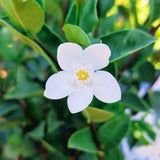 Set 2 Snow Jasmine Plants Live, Jasmine Starter Plugs 3-5 Inches, Fragrant Jasmines Trailing Vine for Garden or Container