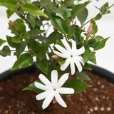 Star Jasmine Plant Live, Arabian Jasmine Flowering Vine Plant 4-9 Inch, Climbing Jasmines Well Rooted Houseplant Indoor Outdoor