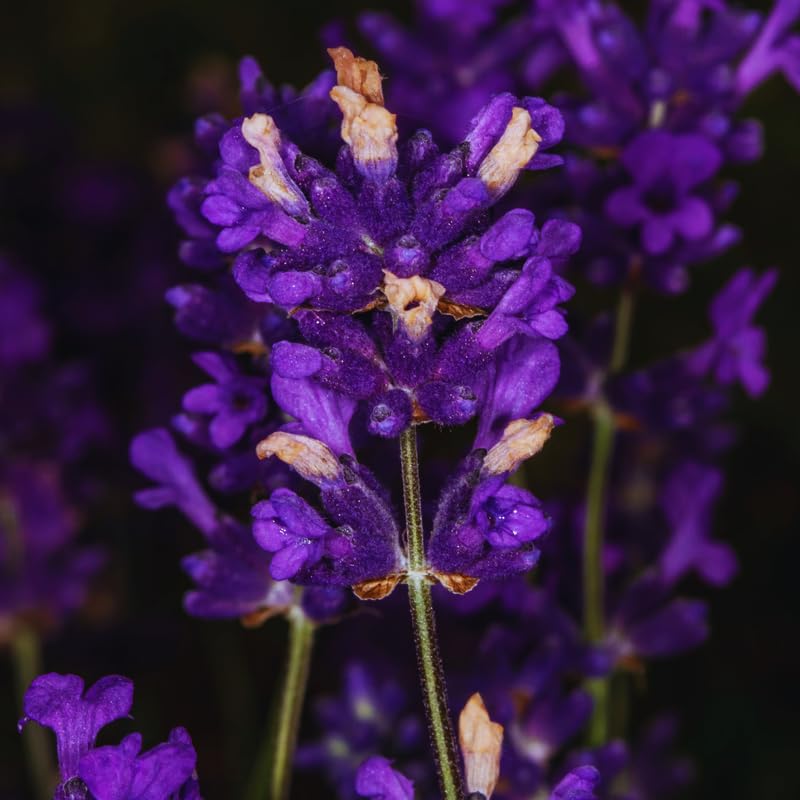 2 Lavender Plants Live Outdoor, Live Lavender Plant, 3 Inches Pot, Fragrant Perennial Herb Gardening Outdoor Indoor