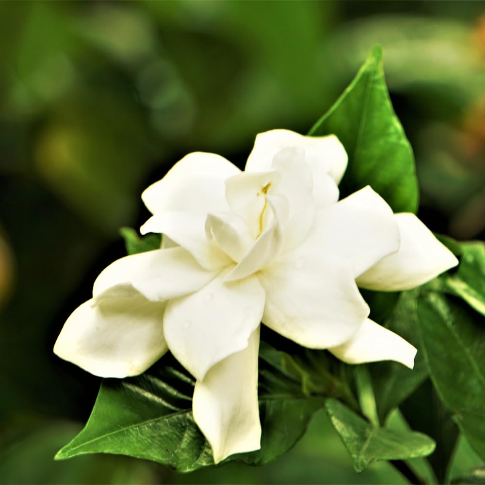 Frostproof Cape Jasmine Plant, Fragrant Jasmine Flower Vine 4-8 Inches Well Rooted for Container, Hanging Basket Growing
