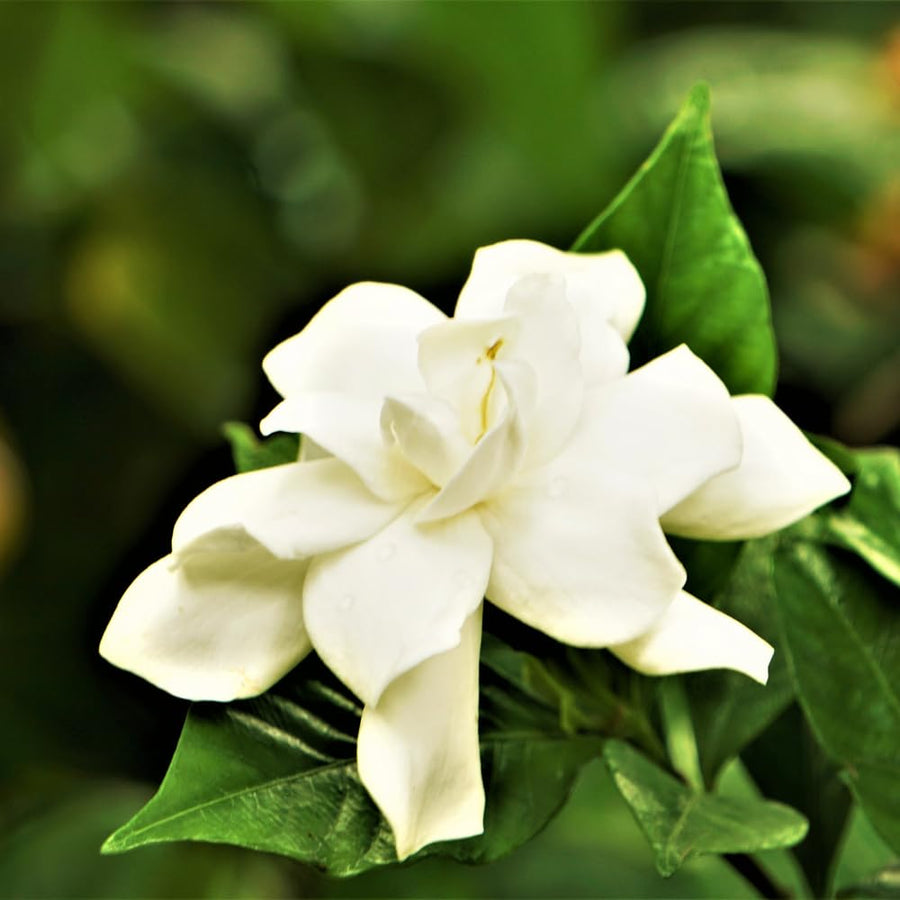 Frostproof Cape Jasmine Plant, Fragrant Jasmine Flower Vine 4-8 Inches Well Rooted for Container, Hanging Basket Growing