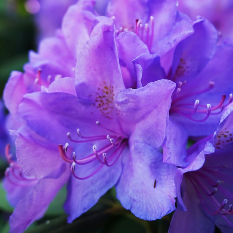 Purple Azalea Plant in 4 Inch Pot, 8-10 Inch Tall, Azalea Bush Rhododendron Like Flowering Shrub with Vibrant Spring Blooms for Garden and Containers