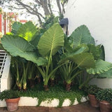 Giant Green Colocasia Plants, 3-6" Elephant Ear Esculenta Taro Alocasia Live Plant for Outdoor Planting, Alocasia Plants Bare Root, No Pot, Live Colocasia Houseplant