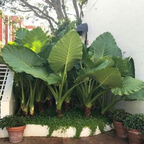 Giant Green Colocasia Plants, 3-6" Elephant Ear Esculenta Taro Alocasia Live Plant for Outdoor Planting, Alocasia Plants Bare Root, No Pot, Live Colocasia Houseplant