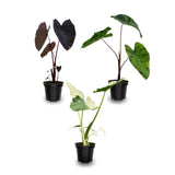 3 Alocasia Plants in 4 Inch Pot, Hardy Perennial Elephant Ear Plants, Tropical Indoor Plant Well Rooted