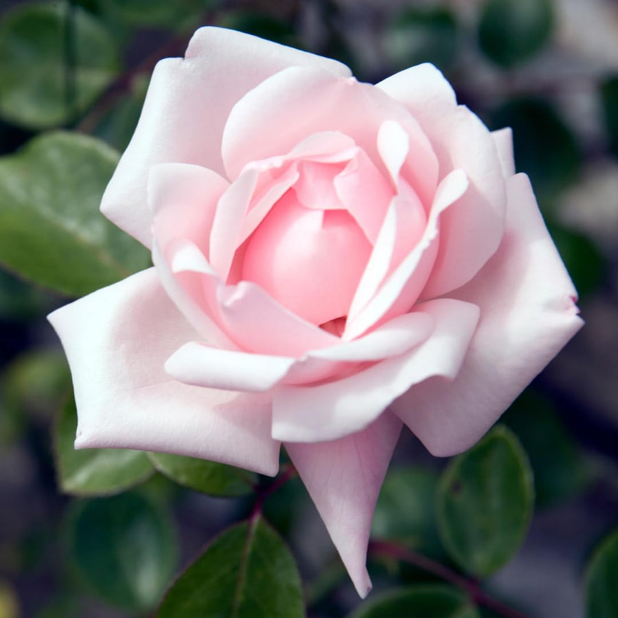 Climber Rose Plant Live - Climbing Rose - Come Bare Root with Soil, No Leaves, 5 to 7 Inches (Pink New Dawn)