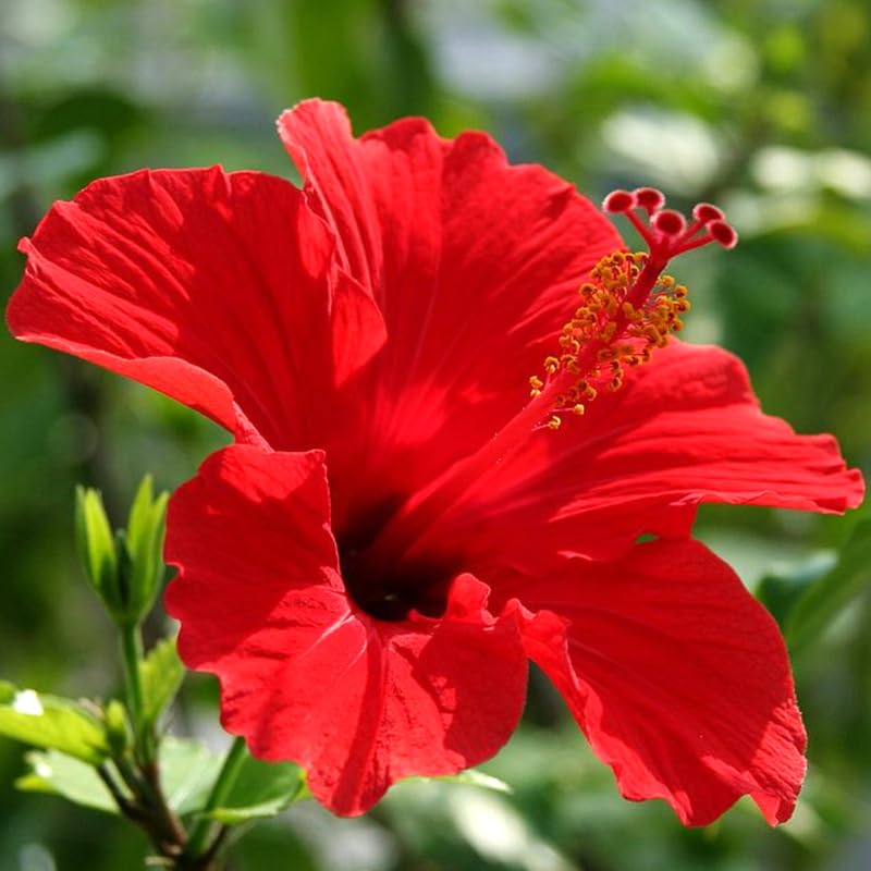 Red Hibiscus Plant Live, Hardy Hibiscus Flowers Colorful Blooms for Outdoor Landscapes, 8-10 Inch Height, Hibiscus Shrubs, No Pot, Well-Rooted