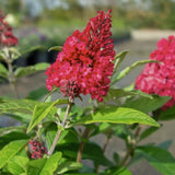 Butterfly Bush Plant for Planting, Size 5 to 7 Inch Tall Plant, Without Pot, Butterfly Bushes Plants (Red Flowers)