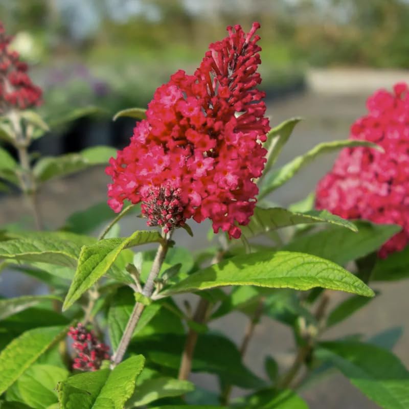 Butterfly Bush Plant for Planting, Size 5 to 7 Inch Tall Plant, Without Pot, Butterfly Bushes Plants (Red Flowers)