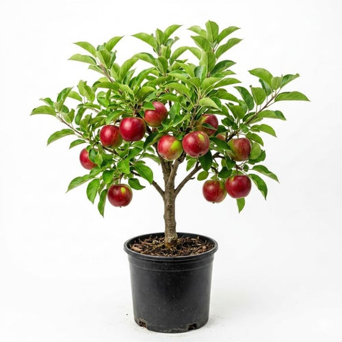 Cold Hardy Apple Tree 2–3 Ft Tall, Fruit Apple Tree Plant for Outdoor Garden, Sweet Crisp Apples for Backyard Orchard or Home Garden Growing