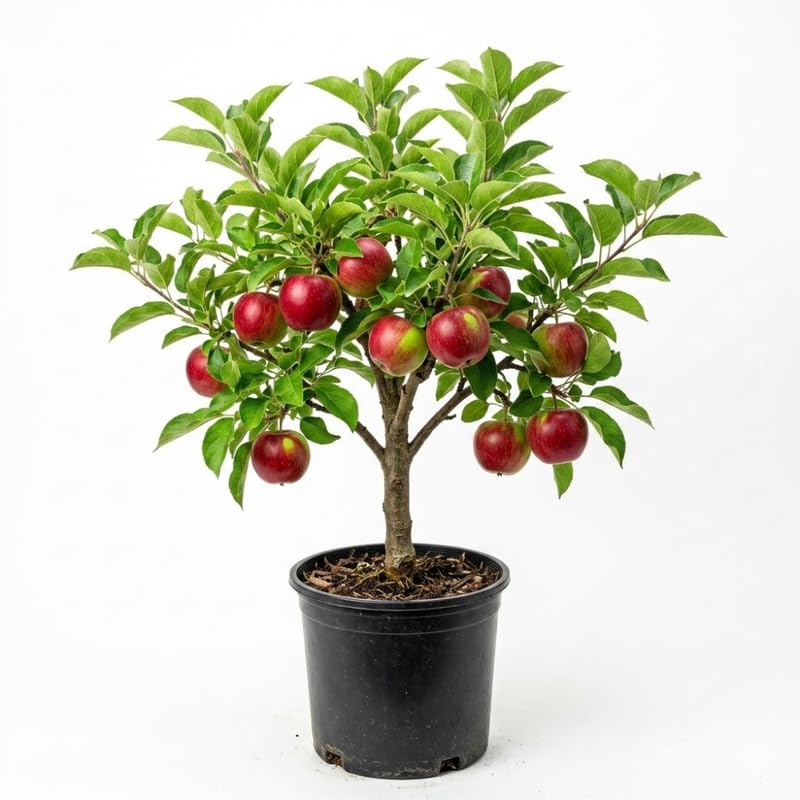 Cold Hardy Apple Tree 2–3 Ft Tall, Fruit Apple Tree Plant for Outdoor Garden, Sweet Crisp Apples for Backyard Orchard or Home Garden Growing