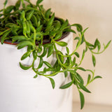 String of Bananas Live Plant in 4 Inch Pot, Live Trailing Succulent String of Bananas Plants, Succulents Plant for Indoor Décor, Easy Car