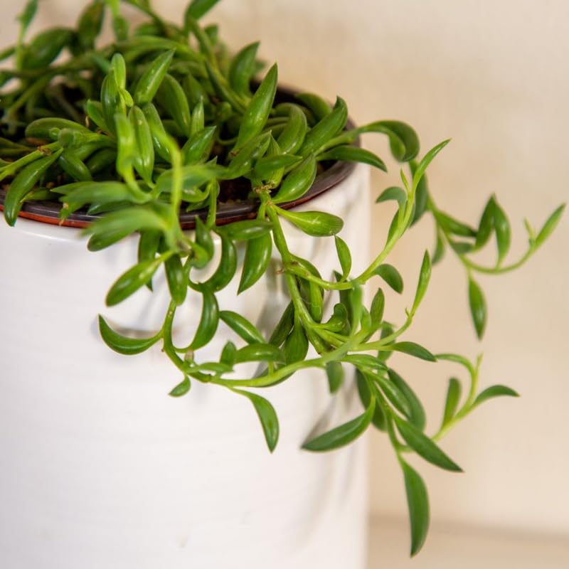 String of Bananas Live Plant in 4 Inch Pot, Live Trailing Succulent String of Bananas Plants, Succulents Plant for Indoor Décor, Easy Car