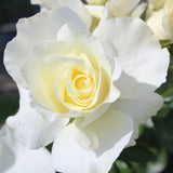 Rose Bush Live Plant - Rose Plant Live - Bareroot with Soil 5-10 Inch Tall - Fragrant Flowers Shrub