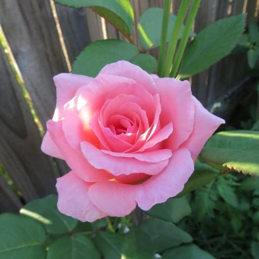 Rare Rose Bush Live Plant - Rose Plant Live to Grow - Bareroot 5-10 Inch Tall - Fragrant Rose Flowers Shrub - No Pot (Pink Rose)