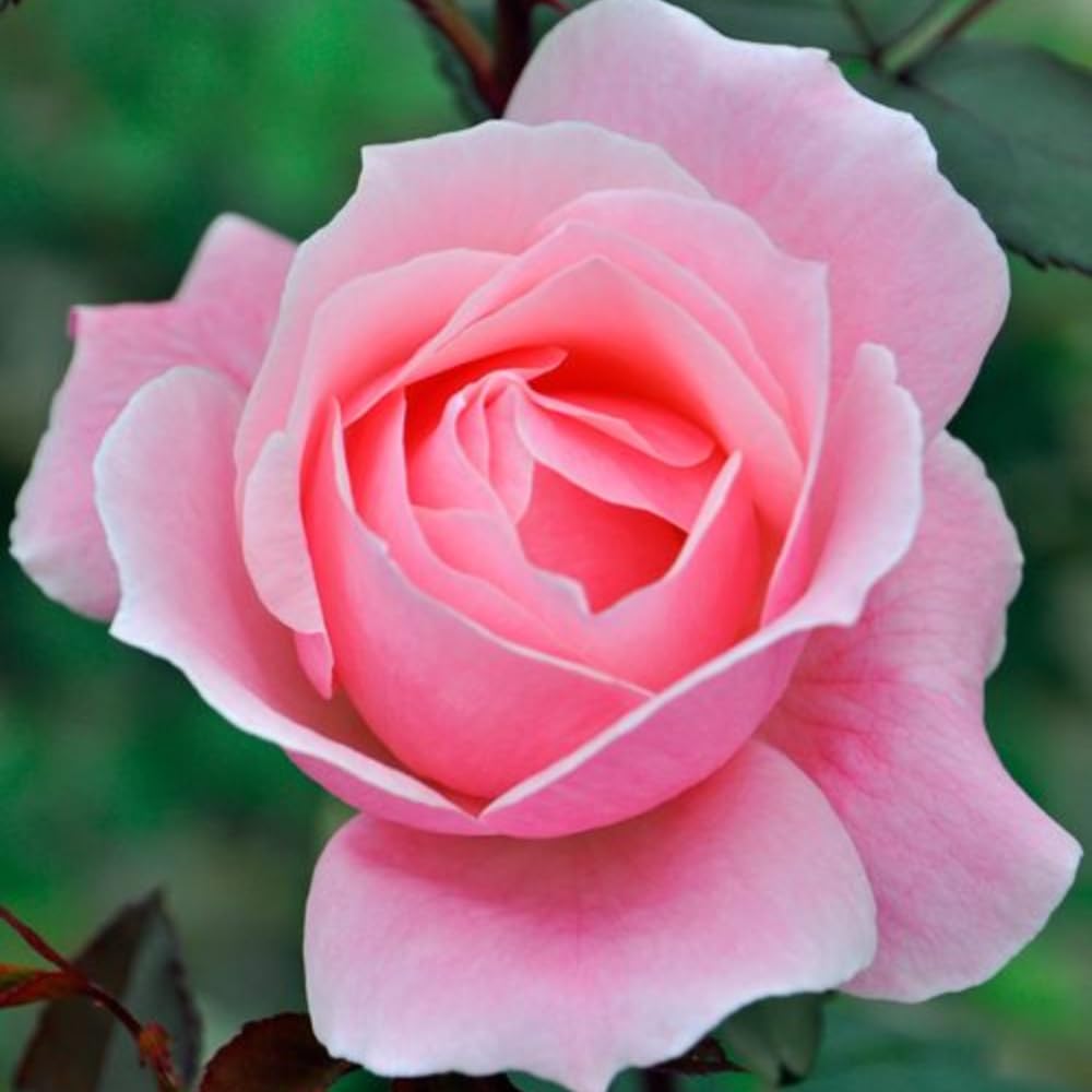 Rare Rose Bush Live Plant - Rose Plant Live to Grow - Bareroot 5-10 Inch Tall - Fragrant Rose Flowers Shrub - No Pot (Pink Rose)