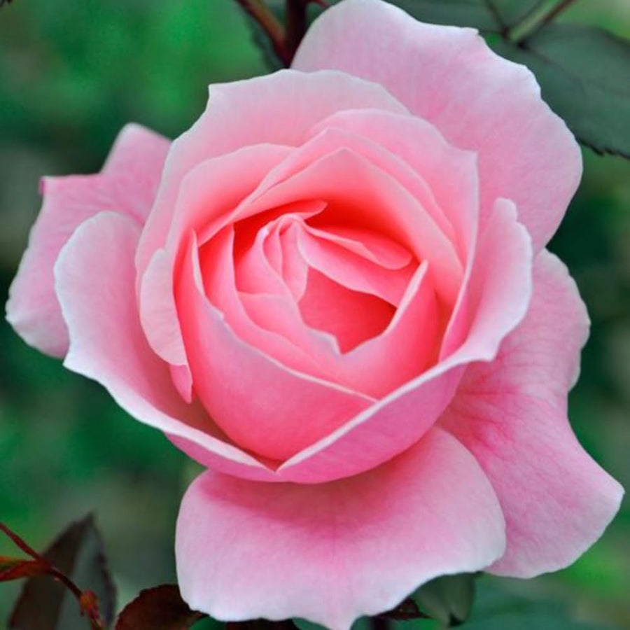 Rare Rose Bush Live Plant - Rose Plant Live to Grow - Bareroot 5-10 Inch Tall - Fragrant Rose Flowers Shrub - No Pot (Pink Rose)