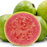 Pink Guava Tree Live, Tropical Fruit Tree, 8-10" Tall, Sweet Guava Plant for Outdoor or Indoor Planting