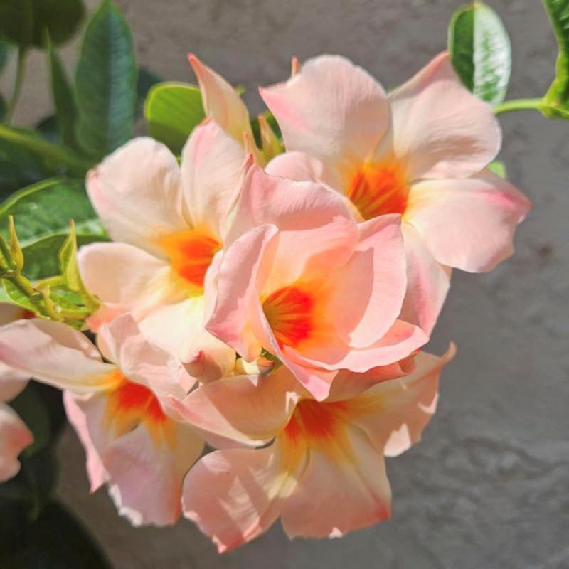 2 Peach Mandevilla Live Plants, Mandevilla Flowering Vines Trellis, 4-9 Inch Tall Plants for Hanging Baskets, Container and Garden Growing