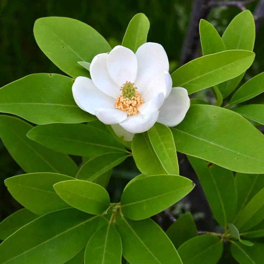 Sweetbay Magnolia Tree Live Plant in 2.5 Inches Pot, Dormant in Winter, 6-12 Inches in Tall, Ornamental Spring Flowering Tree, Outdoor