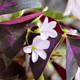 Oxalis Triangularis Live Plant, Purple Shamrock Plant Live, 4-9 Inch Tall, Indoor Houseplant with Deep Purple Leaves, No Pot