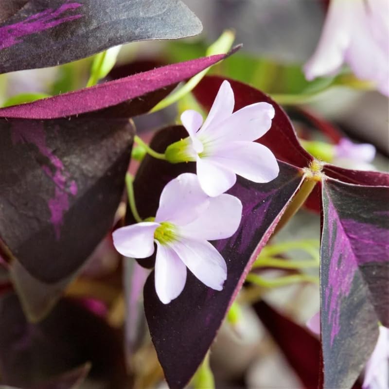 Oxalis Triangularis Live Plant, Purple Shamrock Plant Live, 4-9 Inch Tall, Indoor Houseplant with Deep Purple Leaves, No Pot