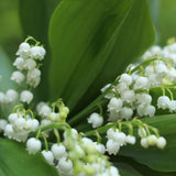 6 Lily of the Valley Plants Live, Lily of the Valley Flower Plant,Sweet Fragrant Blooms for Garden Beds and Borders, 4-7 Inch Tall Bareroot Plants
