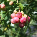 Pink Lemonade Blueberry Plant Live in 4’’ Pot, High Yield Blueberries Bush Shrub, Sweet Flavor, Ideal for Home Gardens, Patio Containers