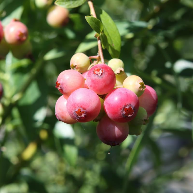 Pink Lemonade Blueberry Plant Live in 4’’ Pot, High Yield Blueberries Bush Shrub, Sweet Flavor, Ideal for Home Gardens, Patio Containers