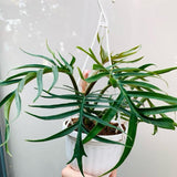 2 Rare Philodendron Live Plants Varieties Collection, Philodendrons Plants Size 5-9 Inc for Indoor Houseplant Décor, Ornamental Tropical Well-Rooted (Random Philodendron Plants)