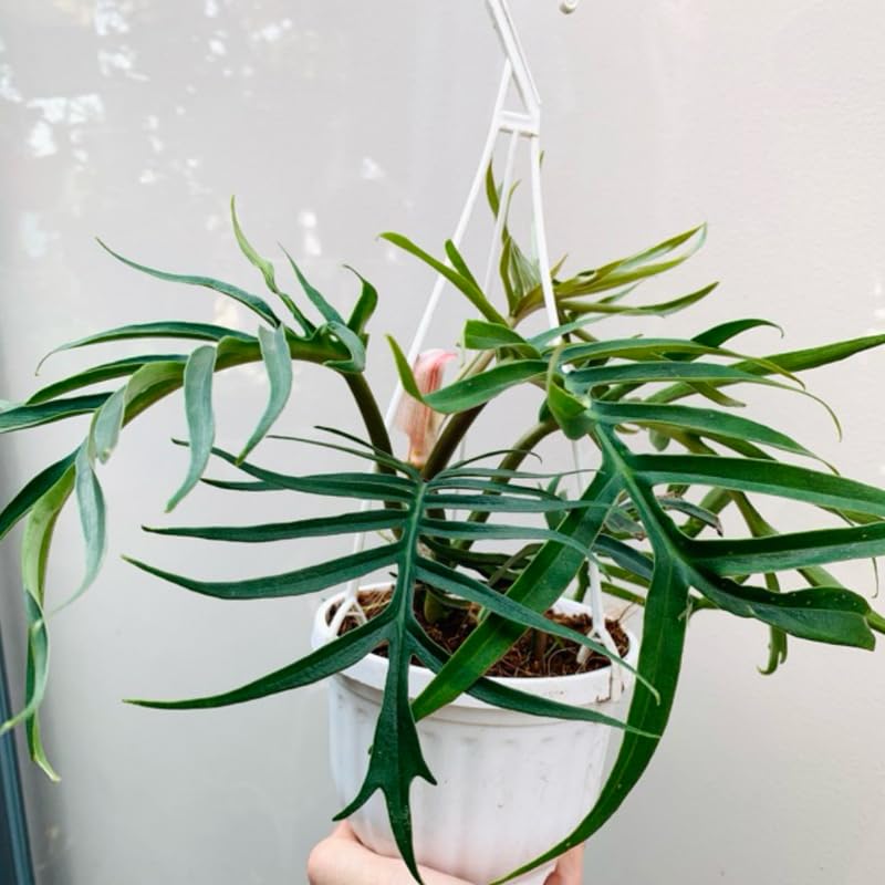 2 Rare Philodendron Live Plants Varieties Collection, Philodendrons Plants Size 5-9 Inc for Indoor Houseplant Décor, Ornamental Tropical Well-Rooted (Random Philodendron Plants)