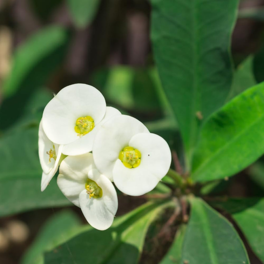 Euphorbia Milii Live Plant, Crown of Thorns Live Plant, Mix Flower Houseplant, 5-8 Inc Tall, Cold Hardy (White)