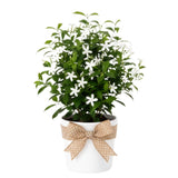 White Jasmine Plant Live, Fragrant Jasmine Climbing Vine, 4-7 Inches Tall for Growing (Star Jasmine)