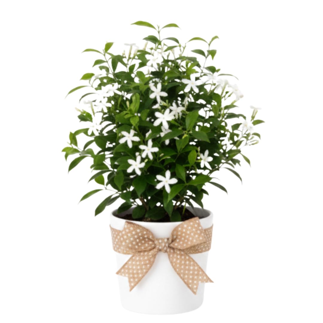 White Jasmine Plant Live, Fragrant Jasmine Climbing Vine, 4-7 Inches Tall for Growing (Star Jasmine)