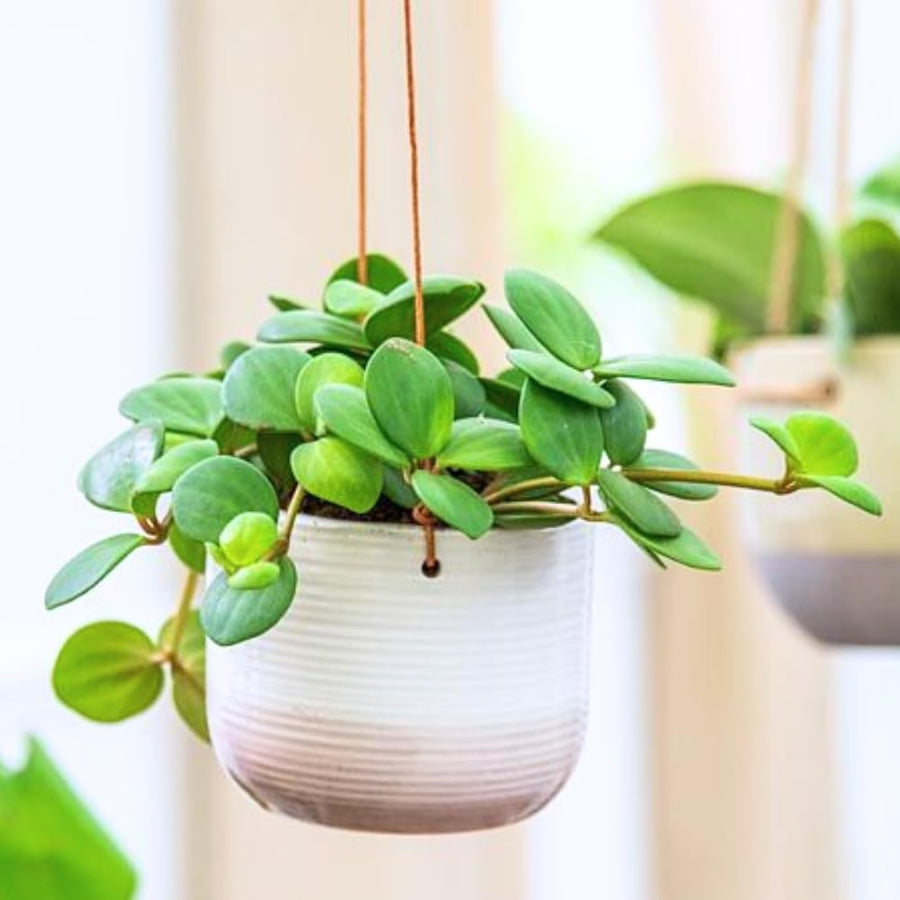 Peperomia Live Plant in 4" Pot, Easy-Care Indoor Trailing Houseplant Succulent Live (Hope Peperomia)