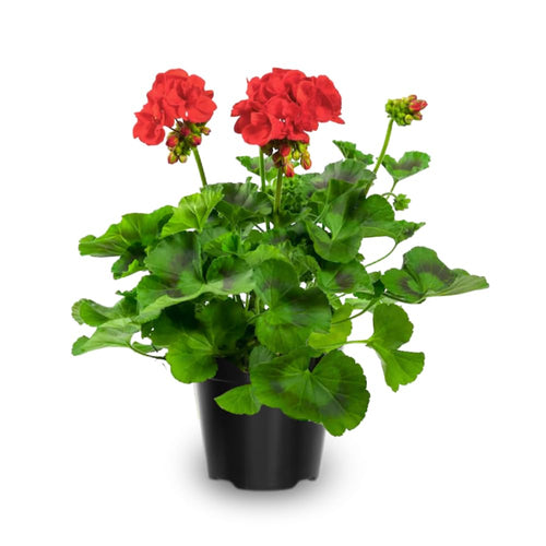 6 Geranium Plants Live, Red Geranium Flower Plants Indoor and Outdoor, 5 to 7 Inches Tall