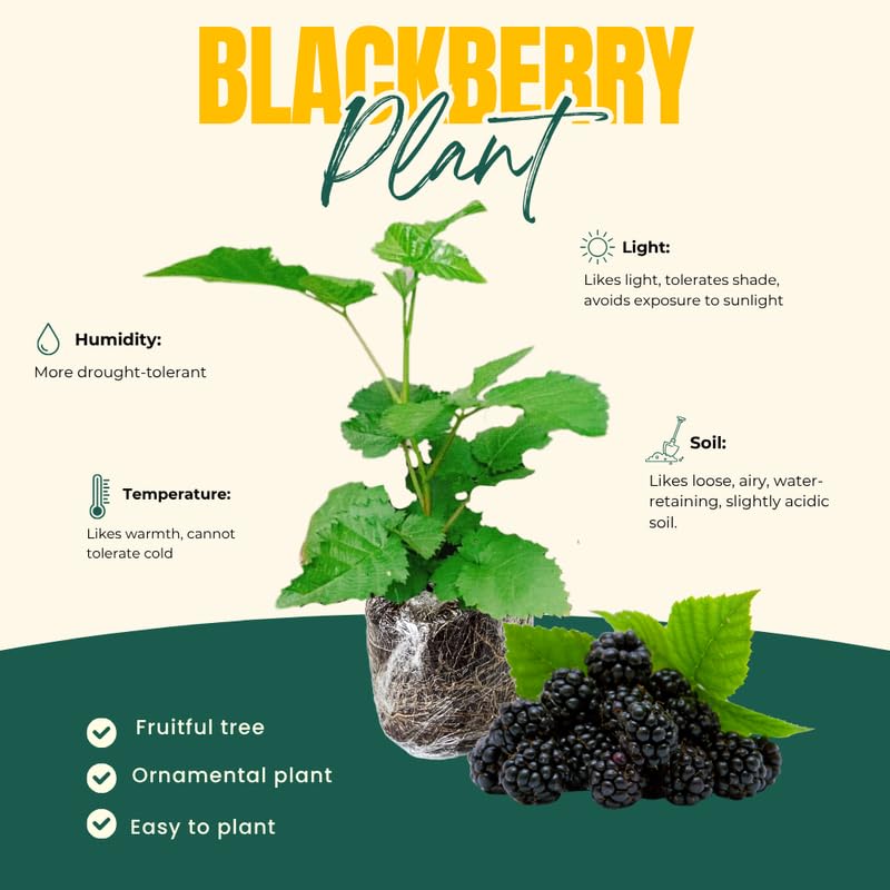 Set 2 Thornless BlackBerry Bushes Live Plants, Edible Blackberries Fruit Tree, 4-8 Inch, Outdoor and Container Growing - Arapaho
