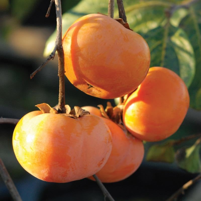 Sweet American Persimmon Trees Live Plants, Dormant Seedlings,6-12 Inches Well Rooted, Winter Hardy Persimmon Tree Fruit