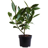 Sweet Bay Leaf Plant, Bay Laurel Tree Live Plant, Laurus Nobilis, Container Garden Herb Plant, 8 to 10 Inc